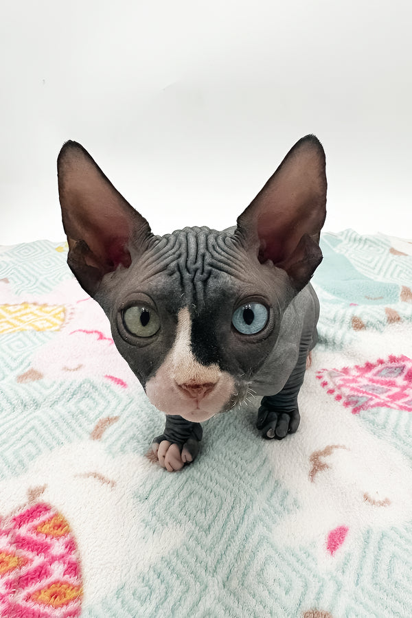 Lita | Sphynx Kitten