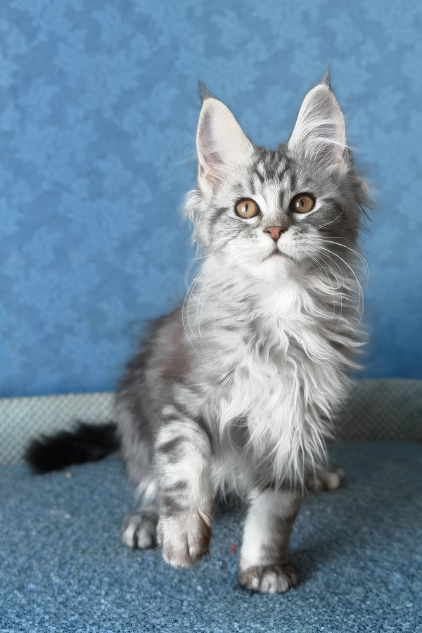 Liza | Maine Coon Kitten