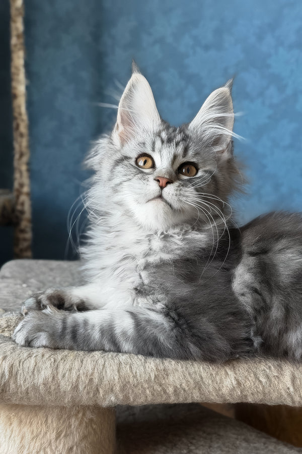 Liza | Maine Coon Kitten