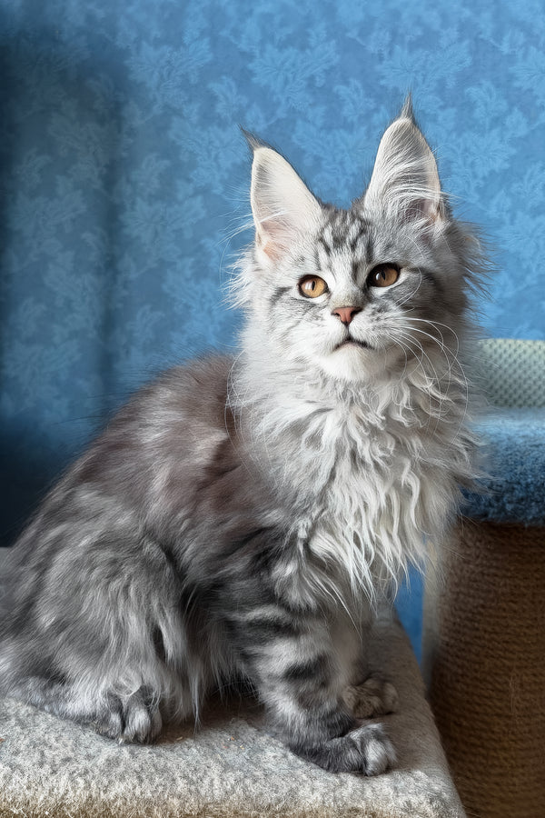 Liza | Maine Coon Kitten