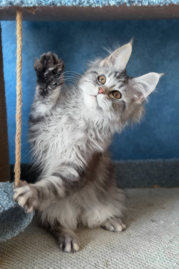 Liza | Maine Coon Kitten