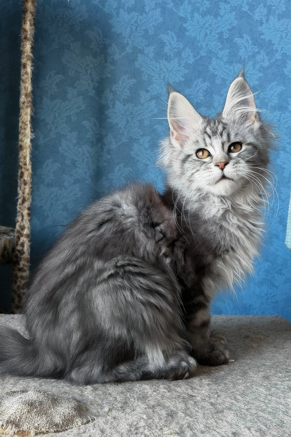 Liza | Maine Coon Kitten