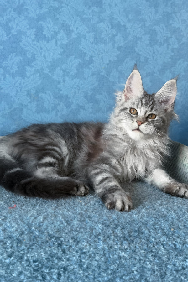 Liza | Maine Coon Kitten