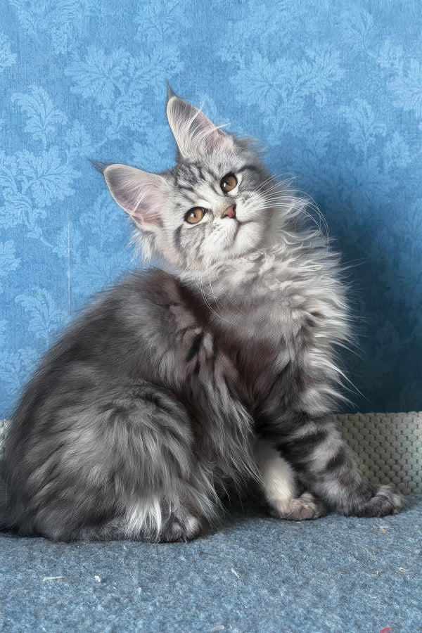 Liza | Maine Coon Kitten
