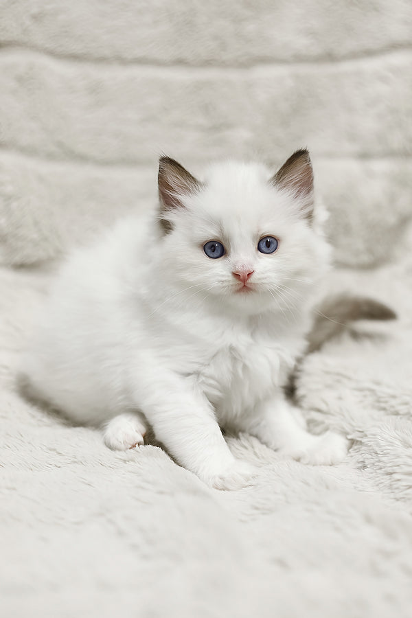 Lizzy | Ragdoll Kitten