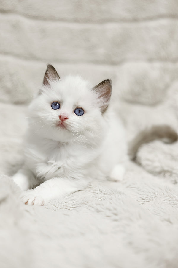 Lizzy | Ragdoll Kitten