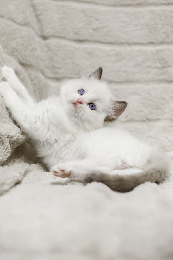 Lizzy | Ragdoll Kitten