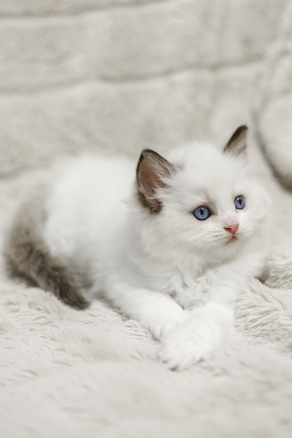 Lizzy | Ragdoll Kitten