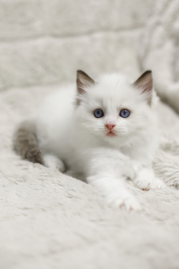 Lizzy | Ragdoll Kitten