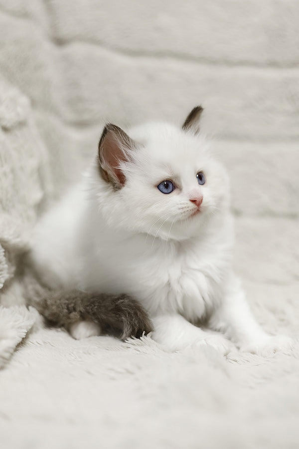 Lizzy | Ragdoll Kitten