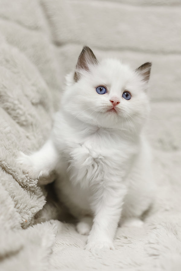 Lizzy | Ragdoll Kitten