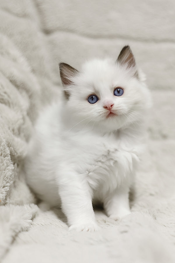 Lizzy | Ragdoll Kitten