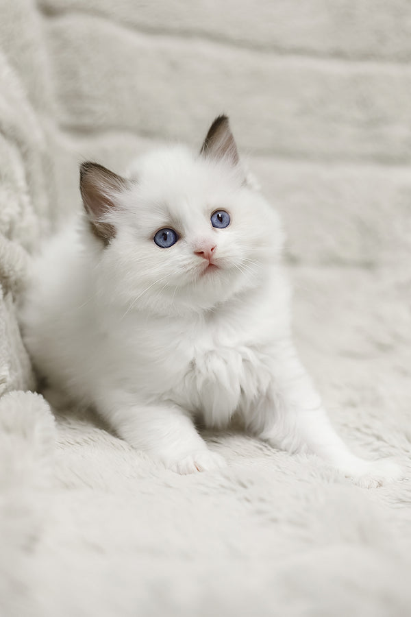 Lizzy | Ragdoll Kitten