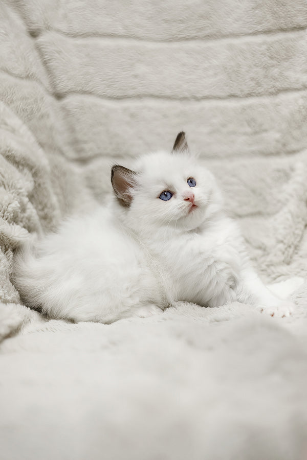 Lizzy | Ragdoll Kitten