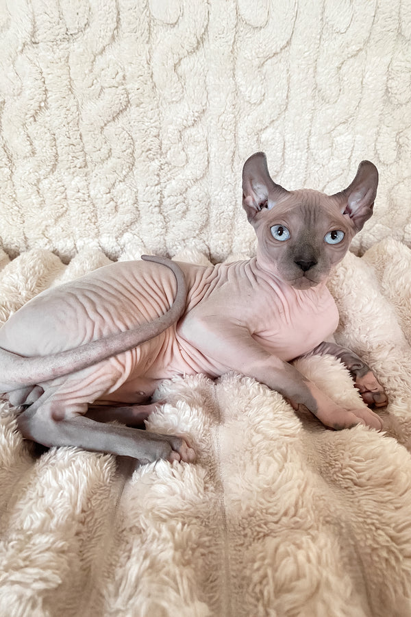 Logan | Elf Sphynx Kitten