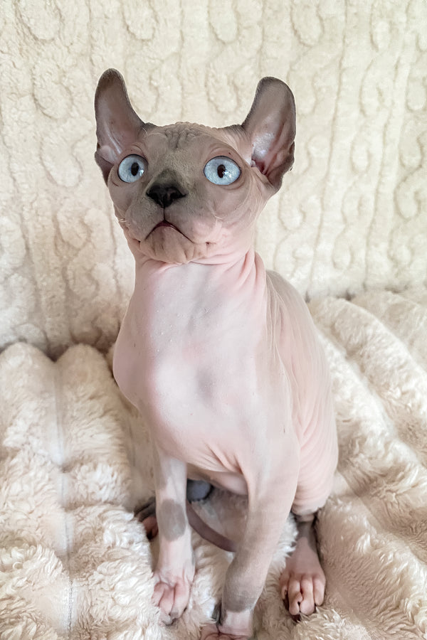 Logan | Elf Sphynx Kitten