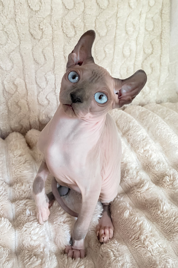 Logan | Elf Sphynx Kitten