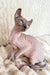 Logan | Elf Sphynx Kitten