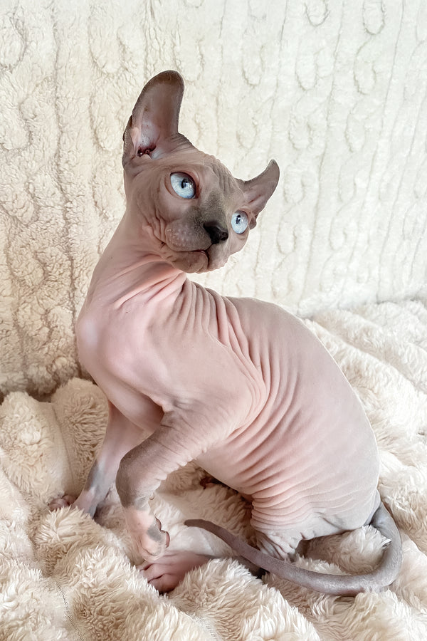 Logan | Elf Sphynx Kitten