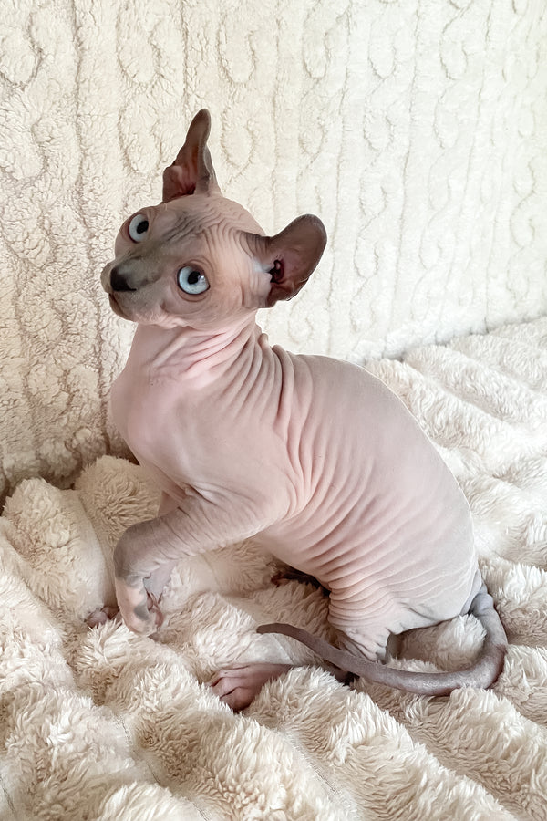 Logan | Elf Sphynx Kitten