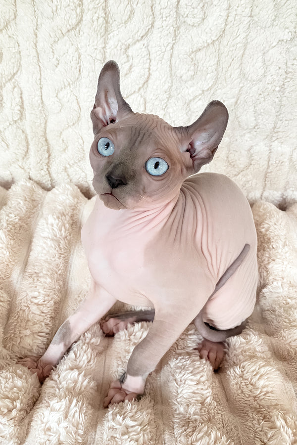 Logan | Elf Sphynx Kitten
