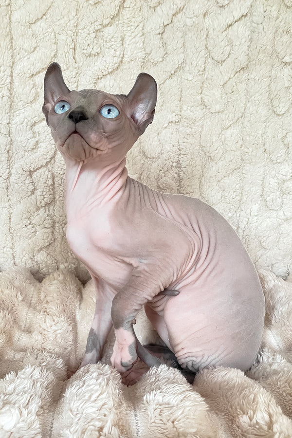 Logan | Elf Sphynx Kitten