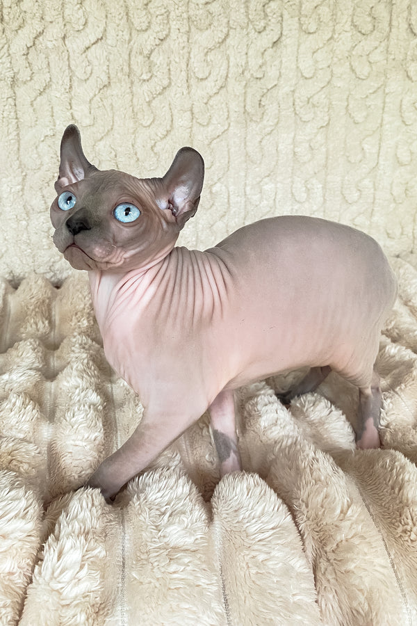Logan | Elf Sphynx Kitten