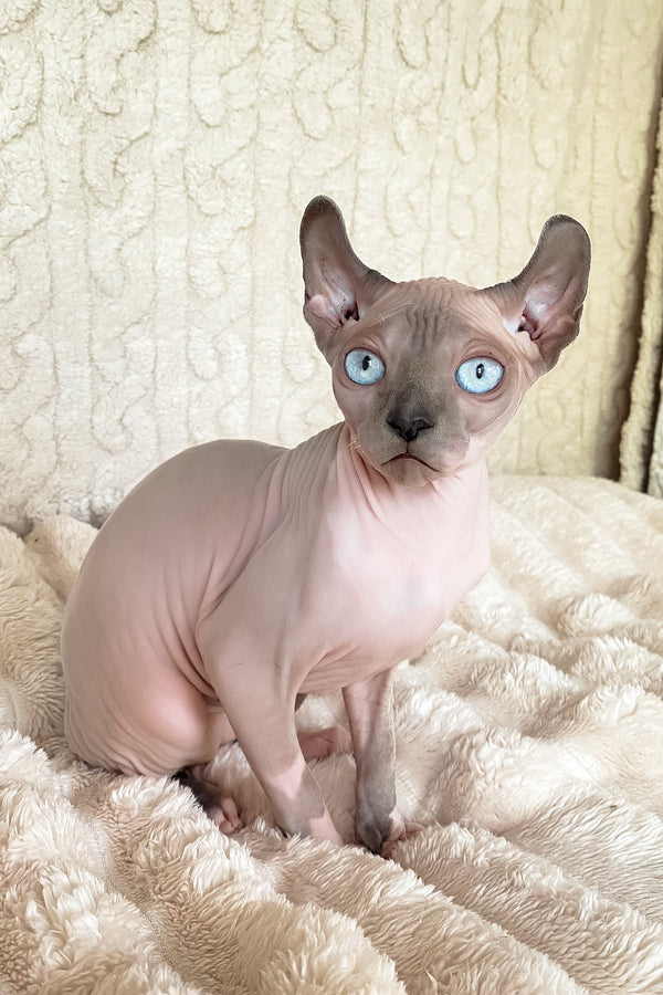 Logan | Elf Sphynx Kitten