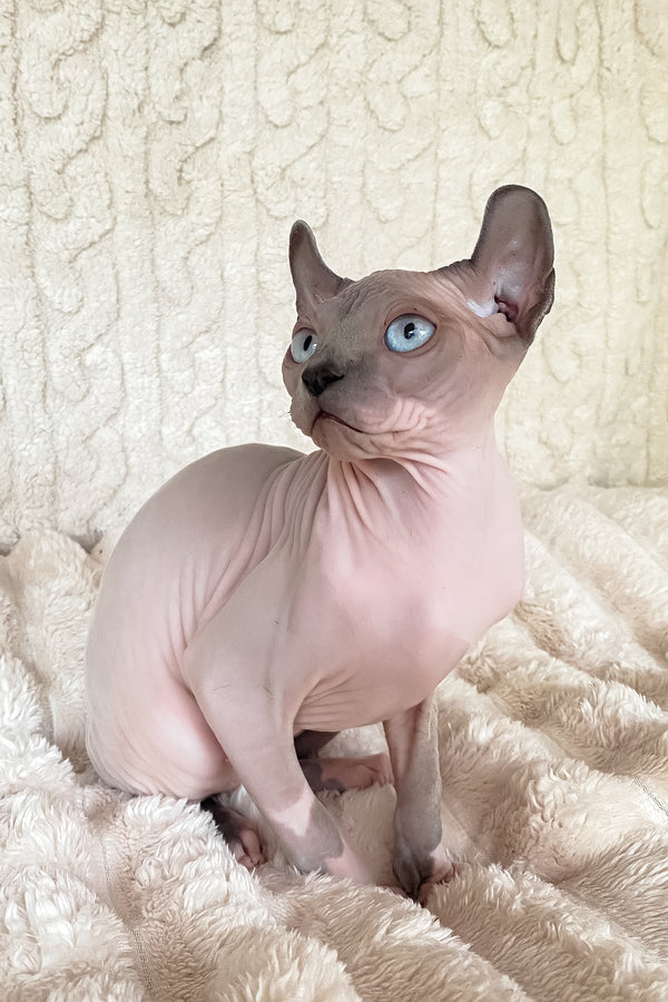 Logan | Elf Sphynx Kitten