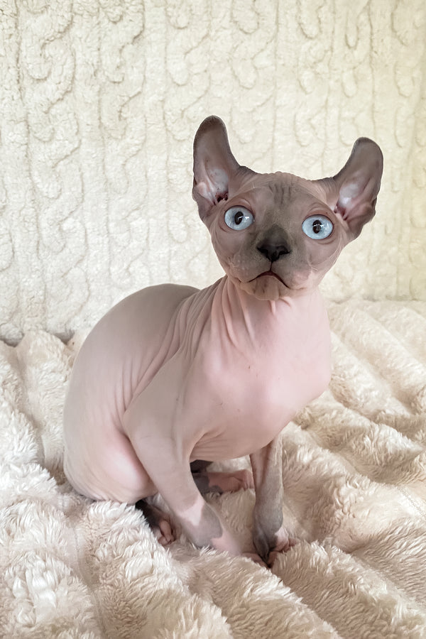 Logan | Elf Sphynx Kitten