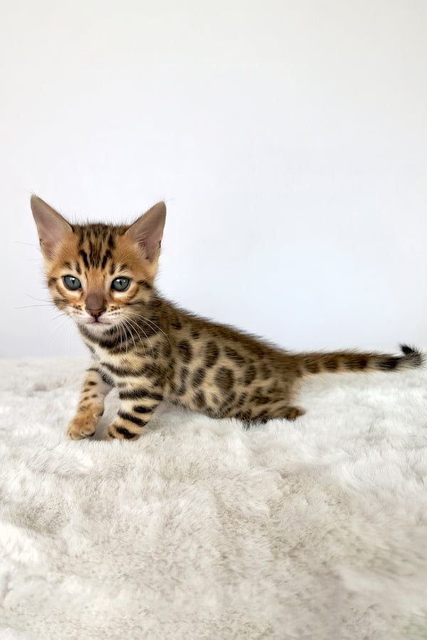 Loki | Bengal Kitten