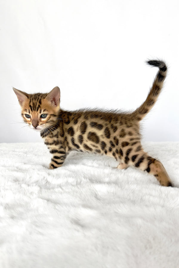 Loki | Bengal Kitten