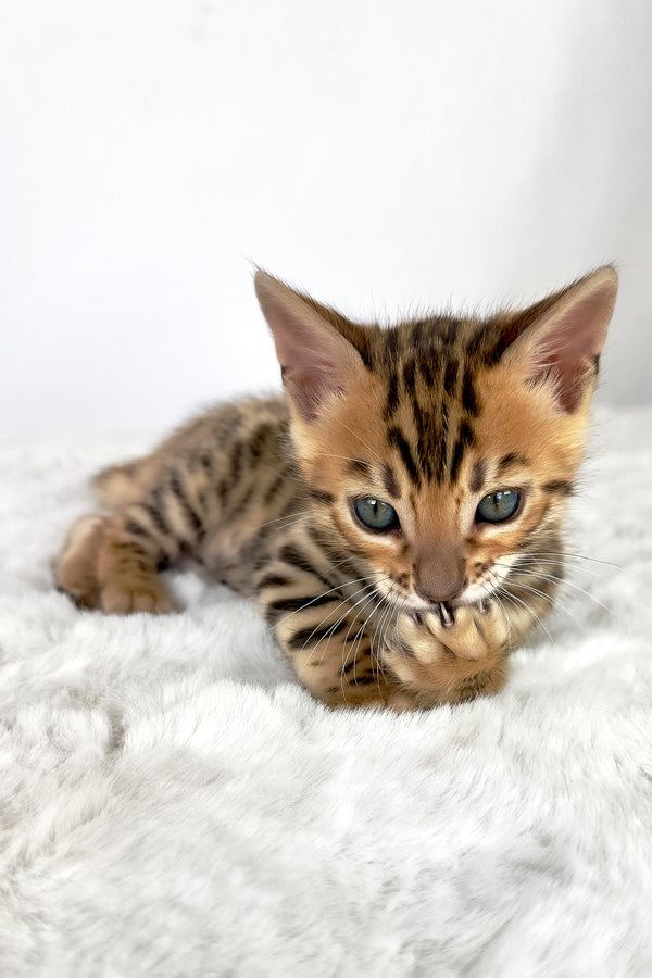 Loki | Bengal Kitten