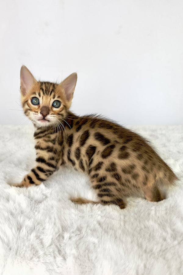 Loki | Bengal Kitten