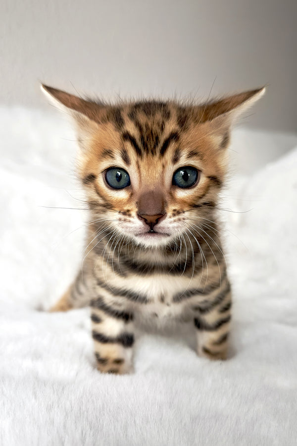 Loki | Bengal Kitten