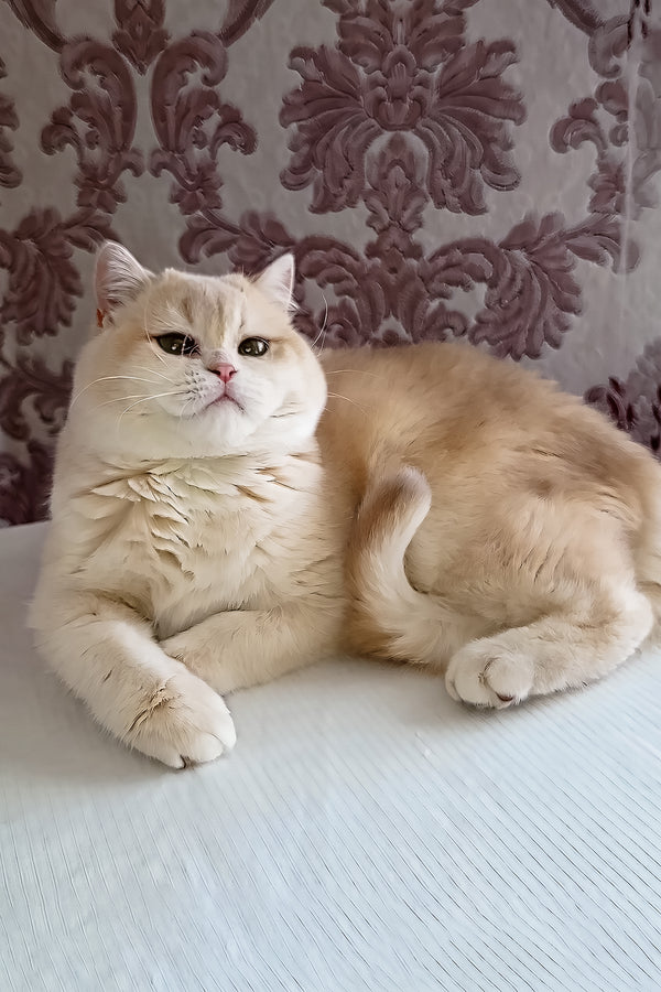 Loki | Scottish Straight Kitten
