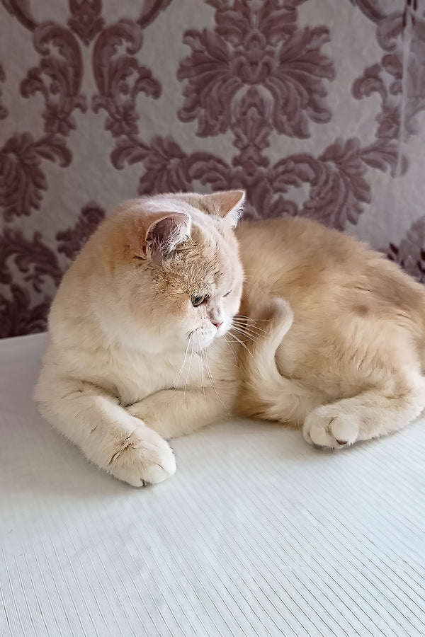 Loki | Scottish Straight Kitten
