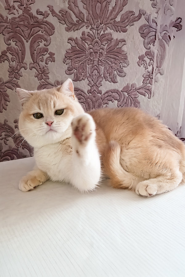 Loki | Scottish Straight Kitten