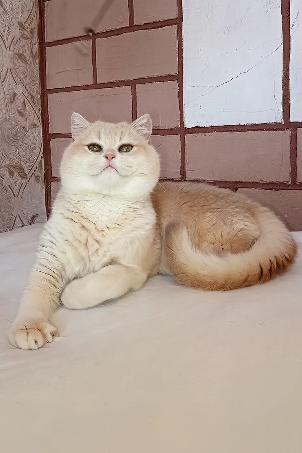 Loki | Scottish Straight Kitten