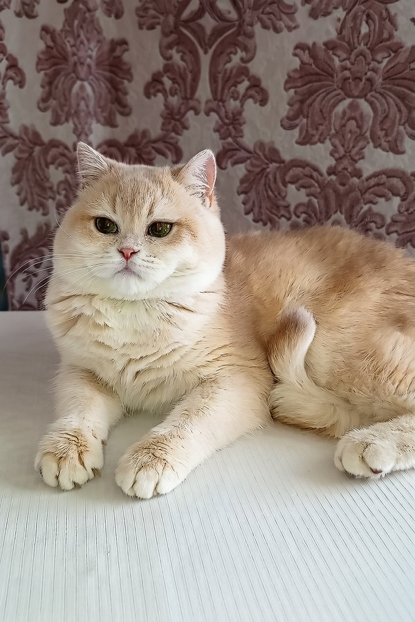 Loki | Scottish Straight Kitten
