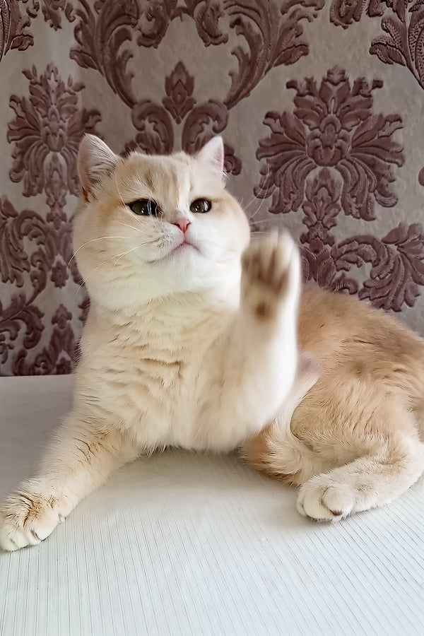 Loki | Scottish Straight Kitten