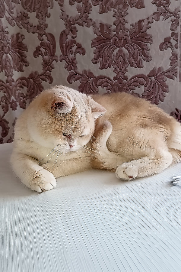 Loki | Scottish Straight Kitten