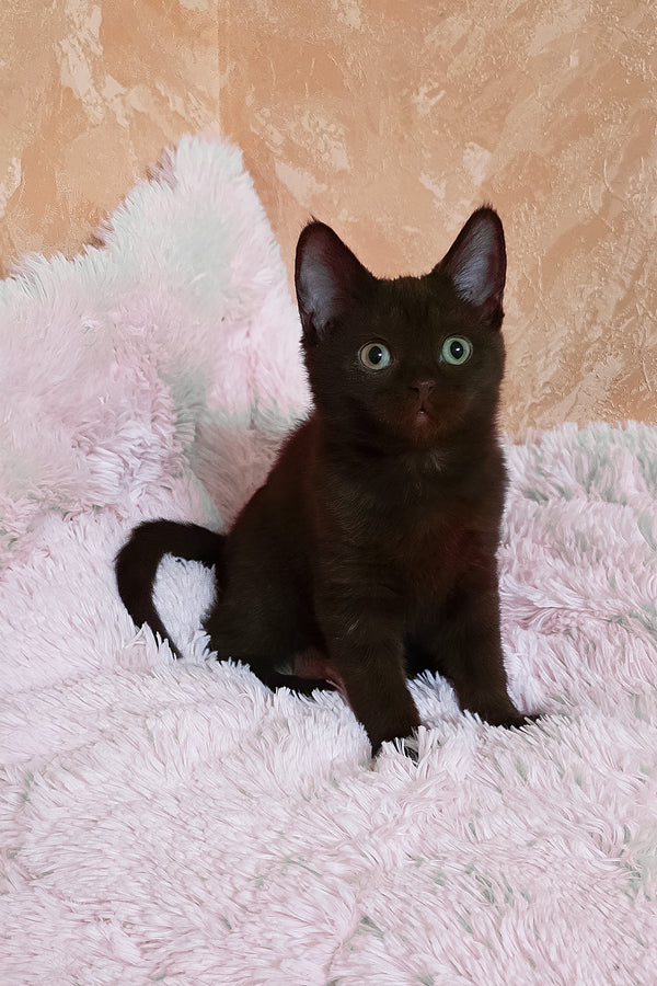 Lola | British Shorthair Kitten