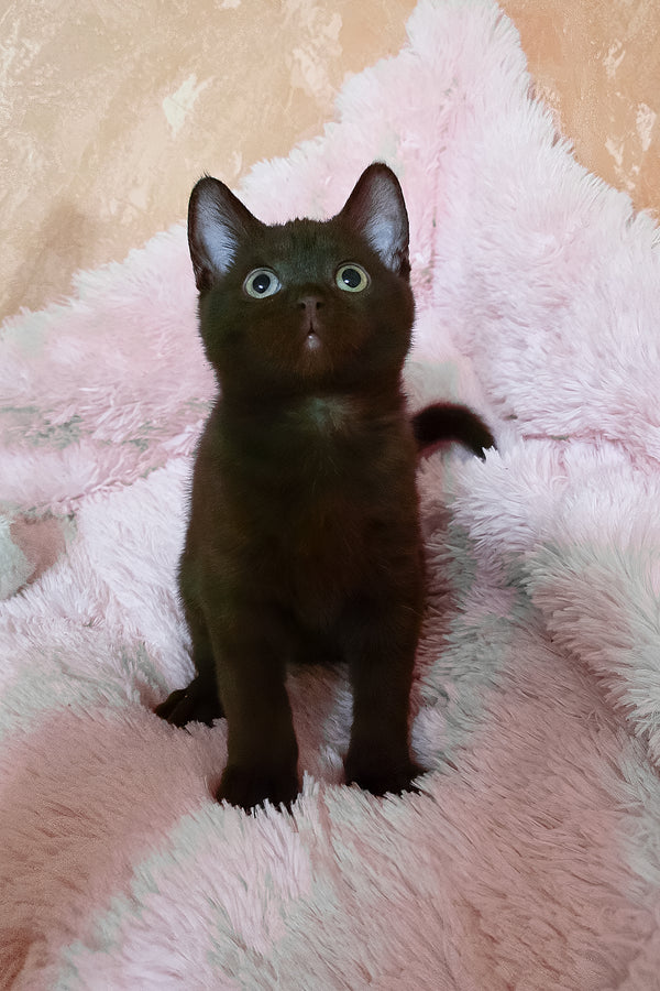 Lola | British Shorthair Kitten