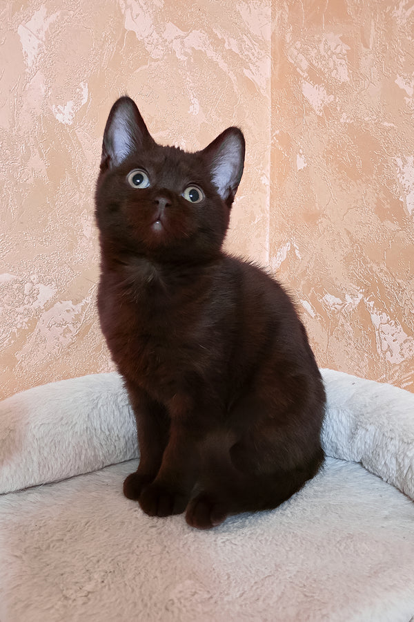 Lola | British Shorthair Kitten