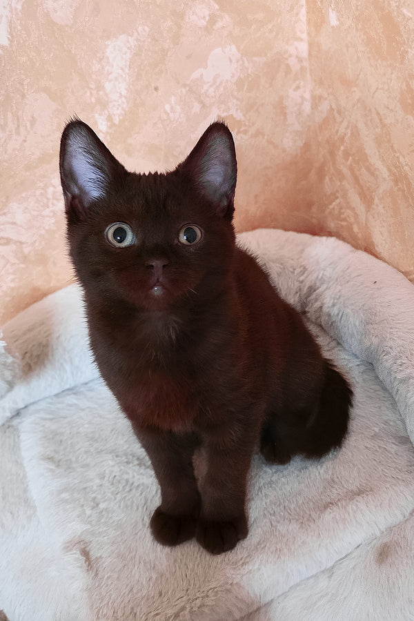 Lola | British Shorthair Kitten