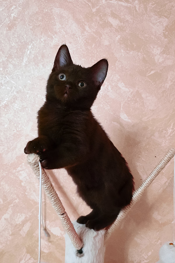 Lola | British Shorthair Kitten