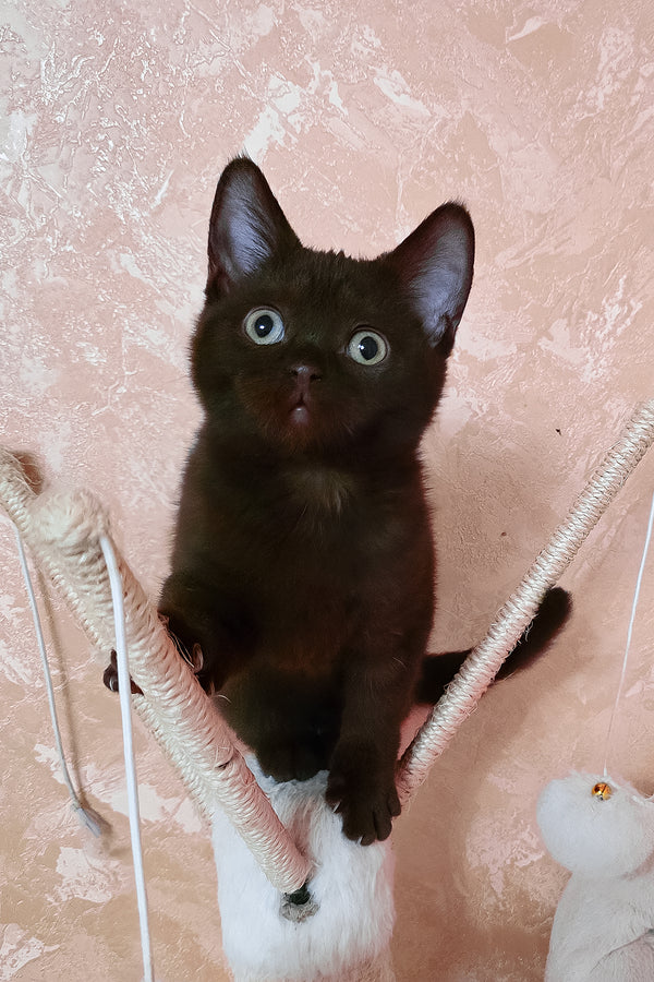 Lola | British Shorthair Kitten