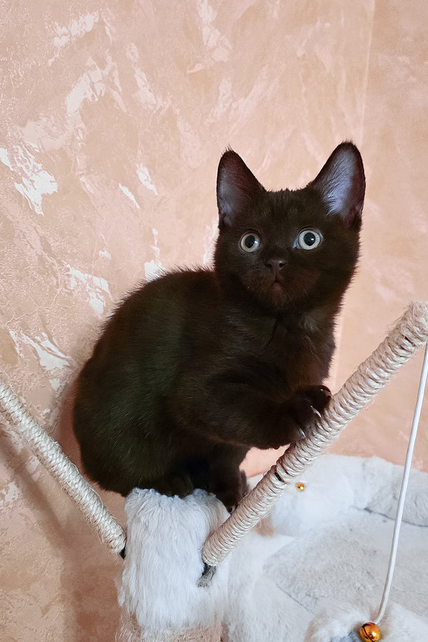 Lola | British Shorthair Kitten