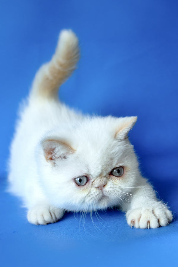 Lola | Exotic Shorthair Kitten